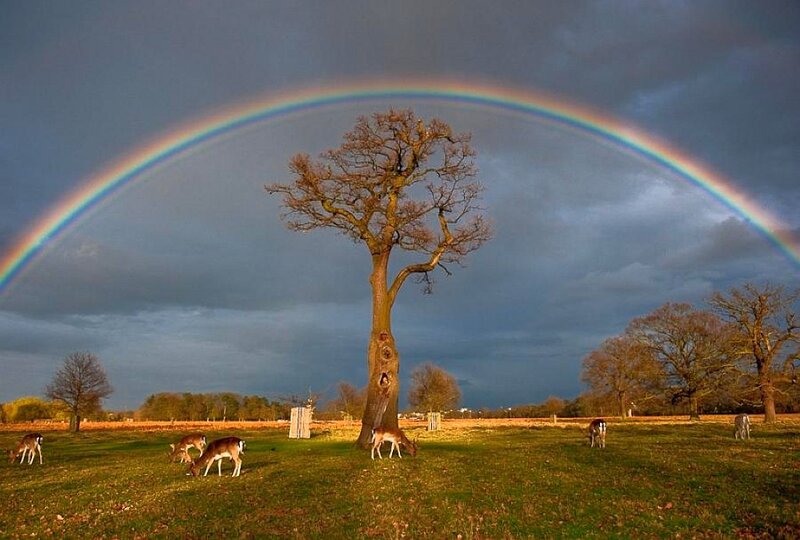 Rainbow over a deer field