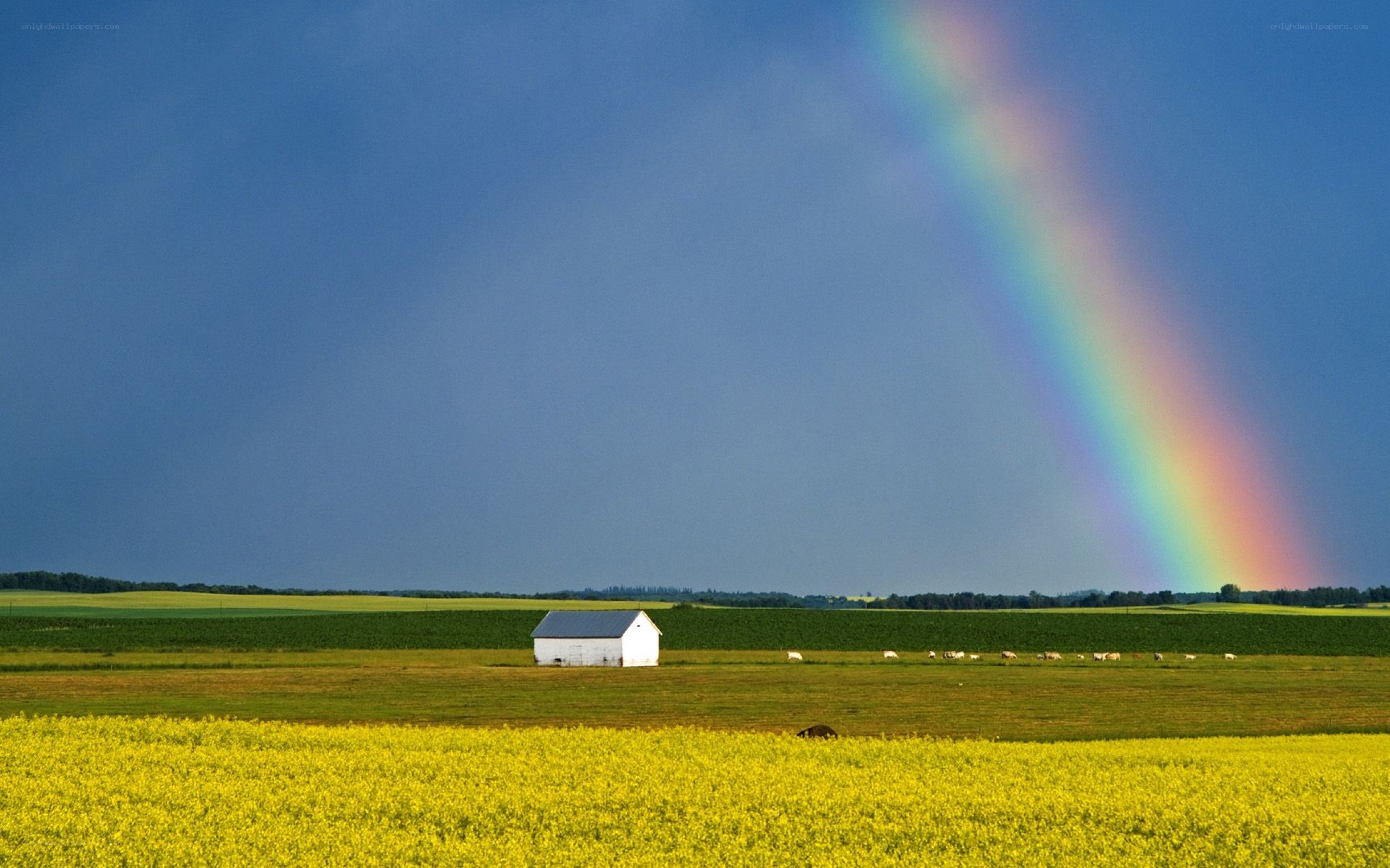 Rainbow over a farm field