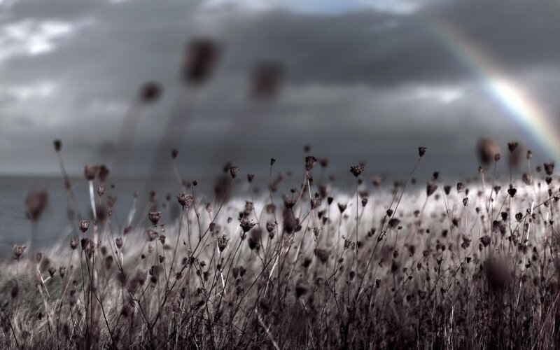 Rainbow over a field of dried plants