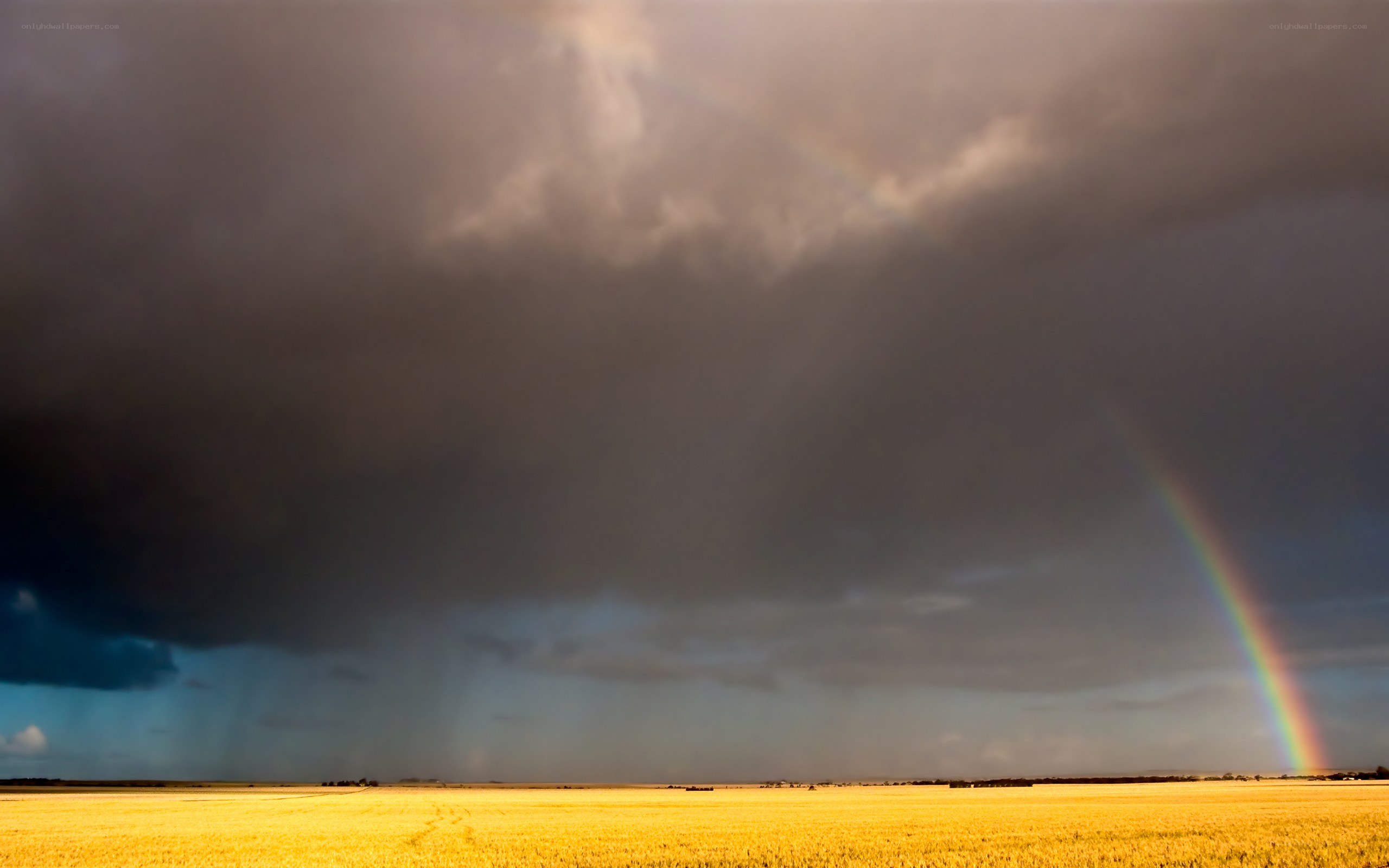 Rainbow over a golden field