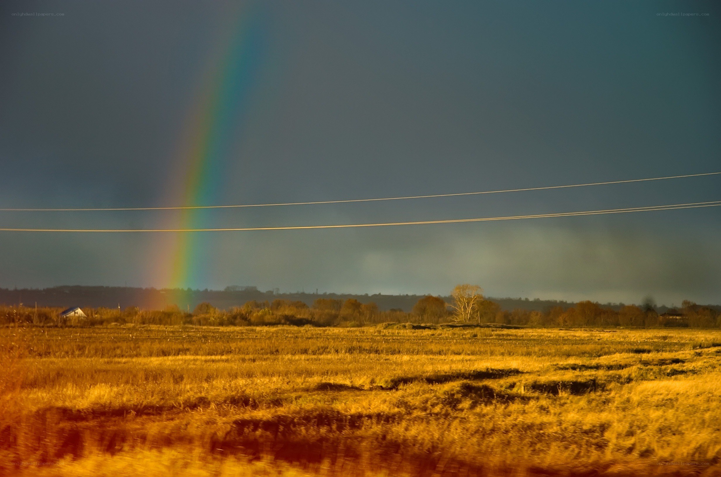Rainbow over a golden field