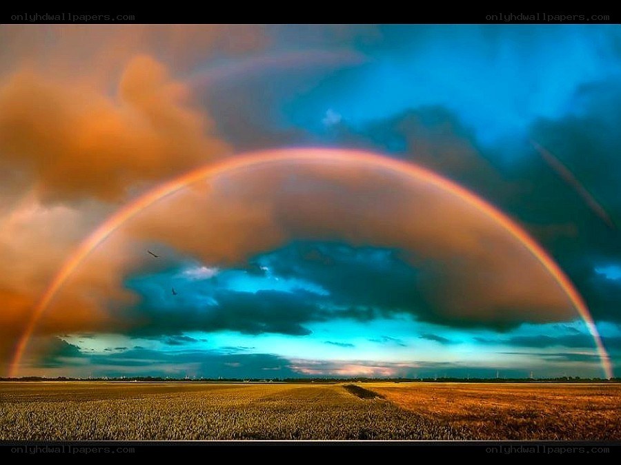Rainbow over a golden field