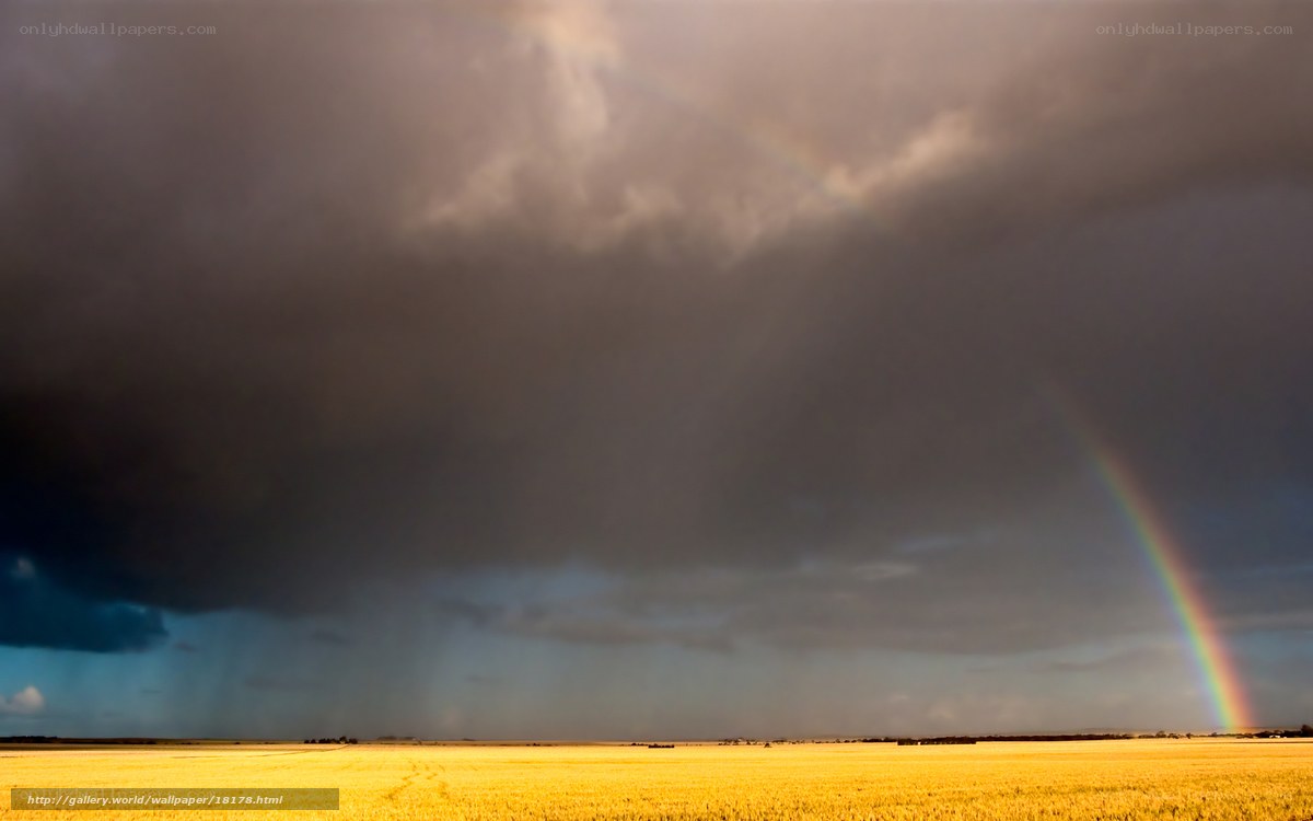Rainbow over a golden field