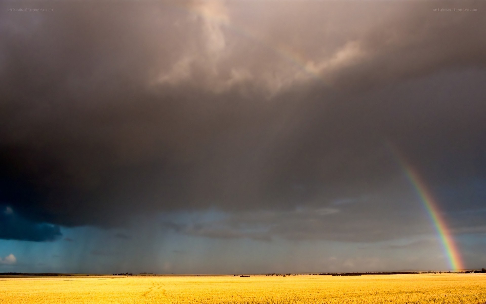 Rainbow over a golden field