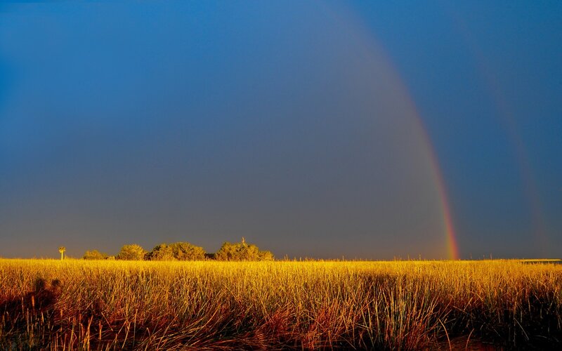 Rainbow over a golden field