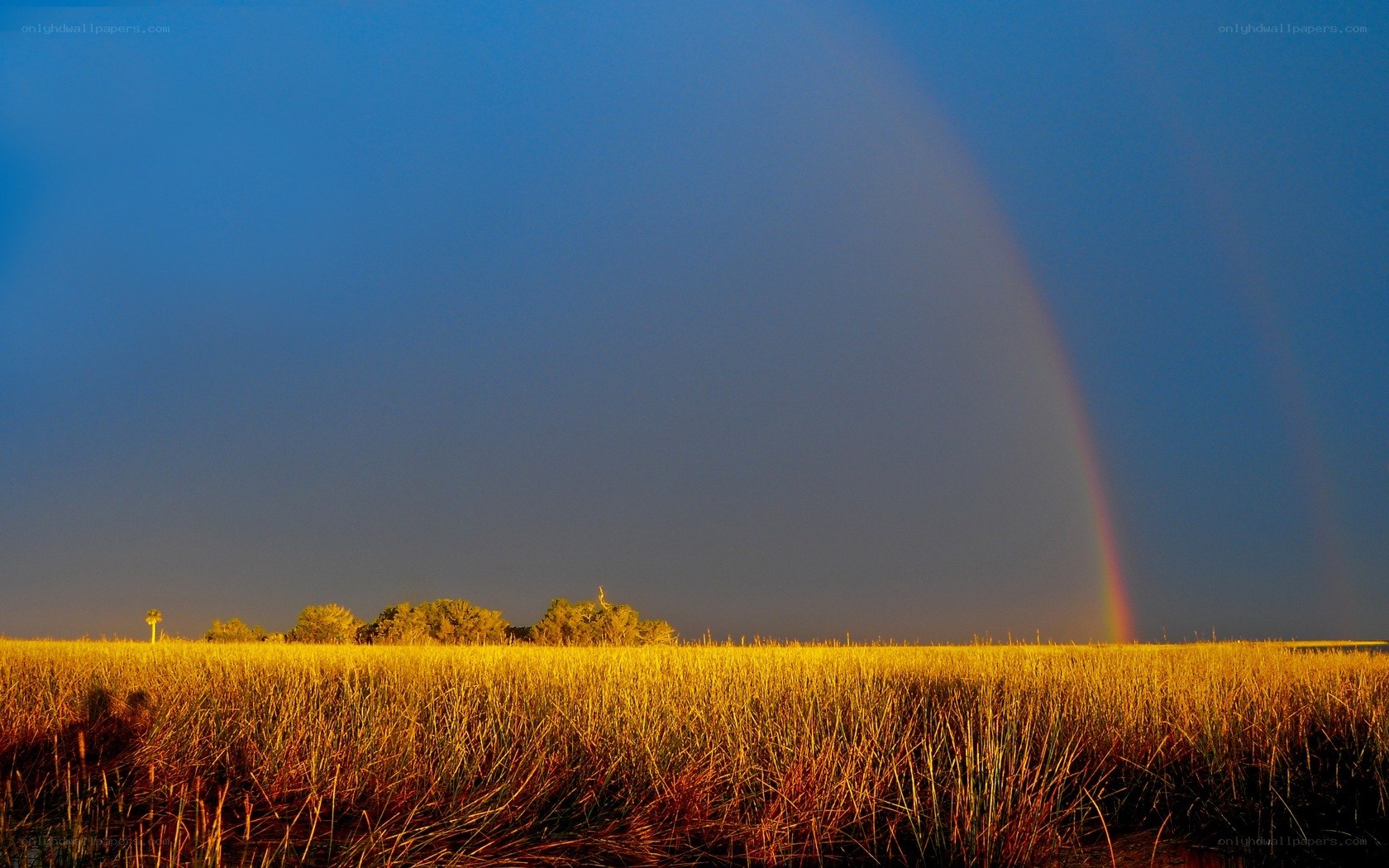 Rainbow over a golden field