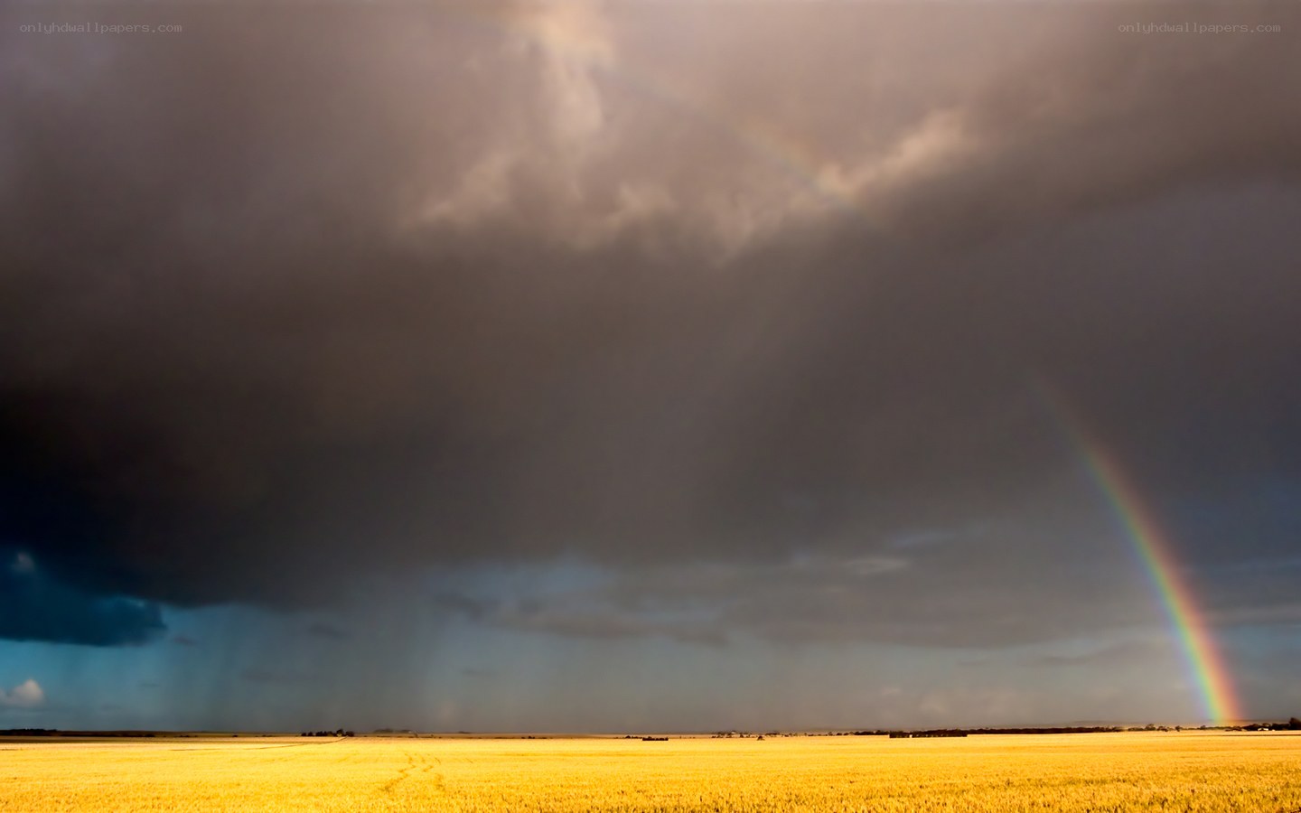 Rainbow over a golden field