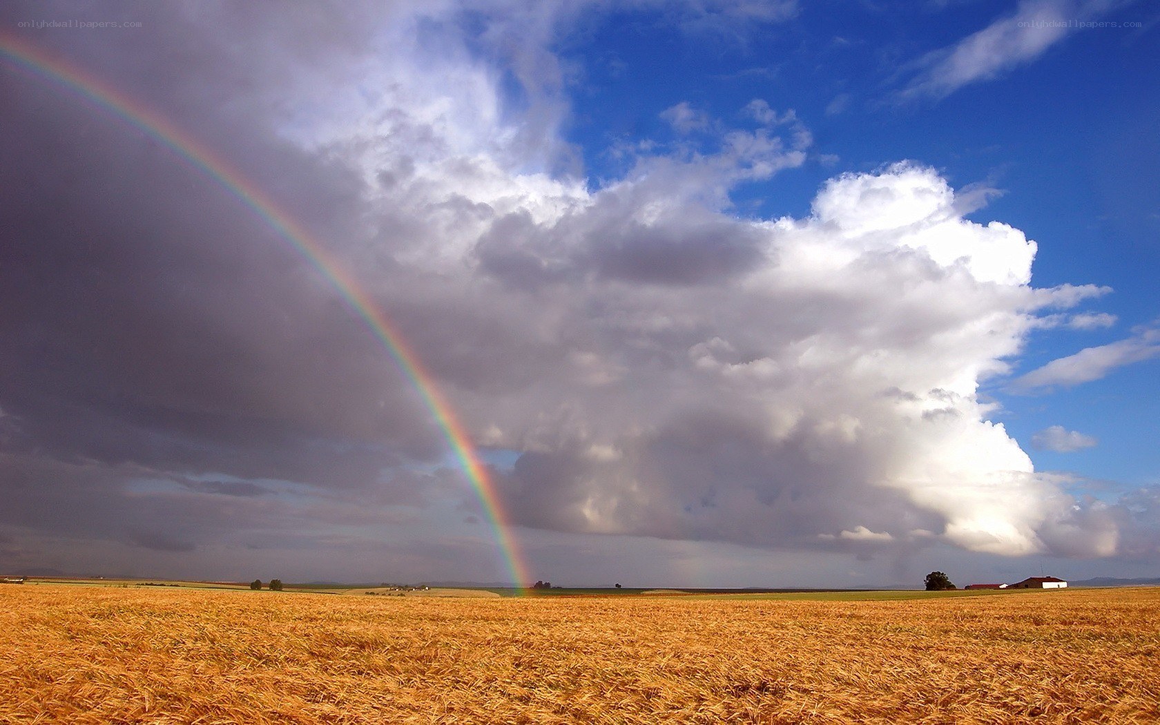 Rainbow over a golden field