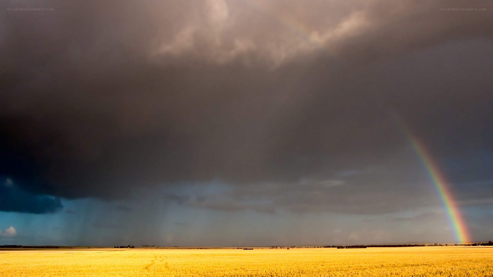 Rainbow over a golden field