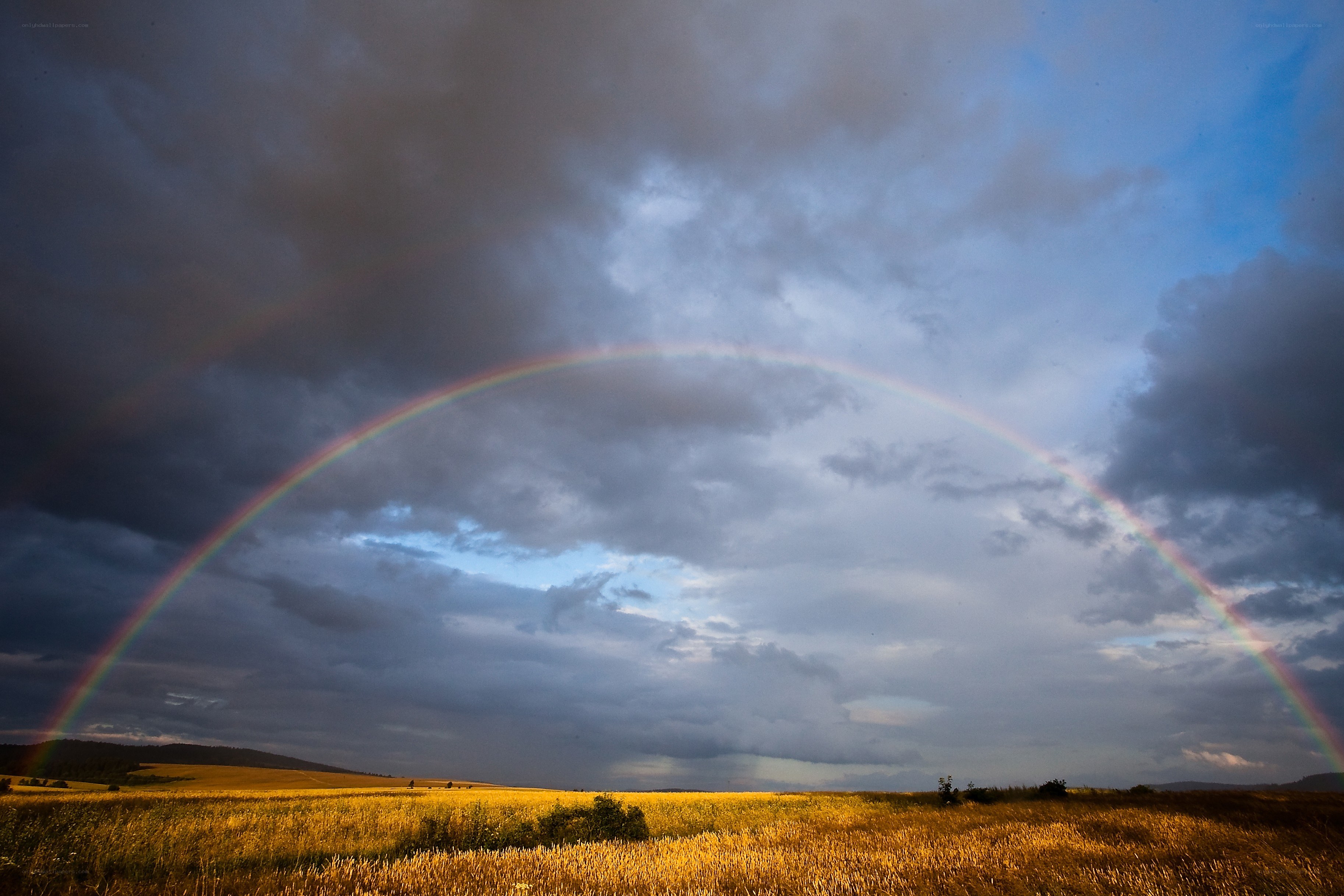 Rainbow over a golden field