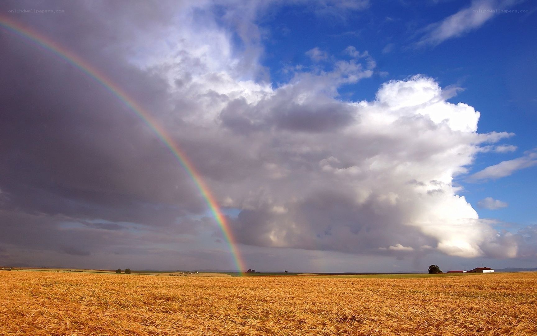 Rainbow over a golden field