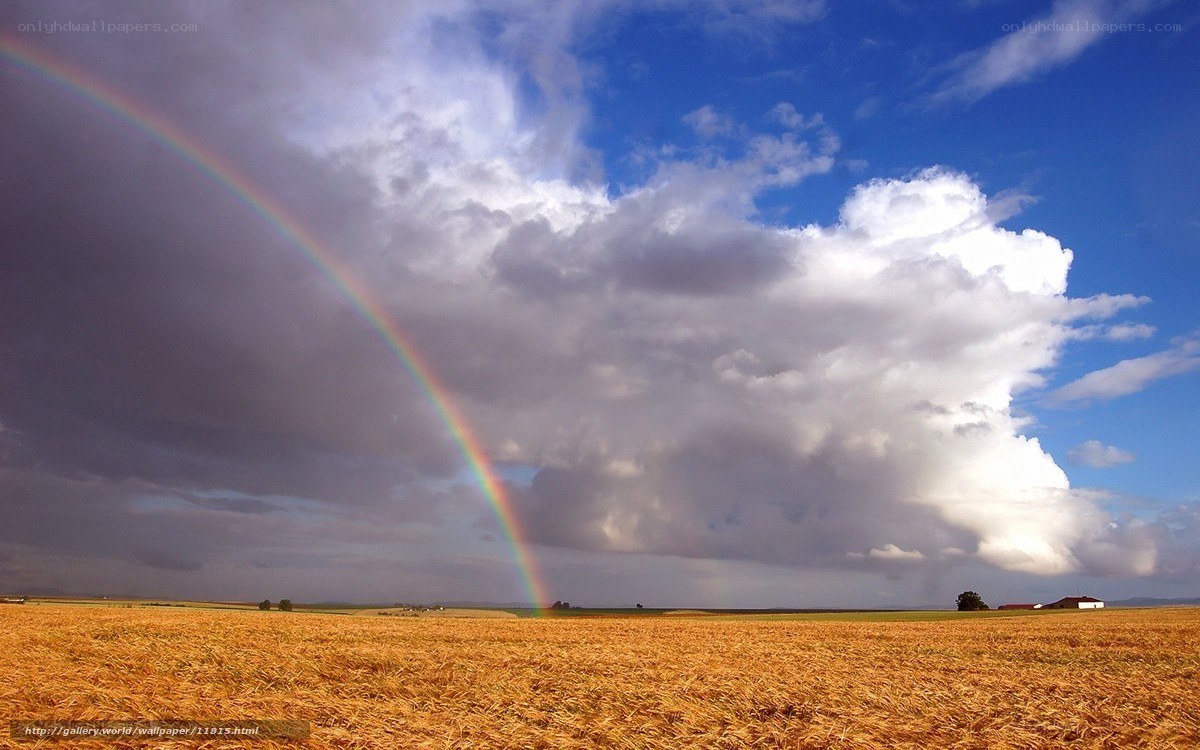 Rainbow over a golden field