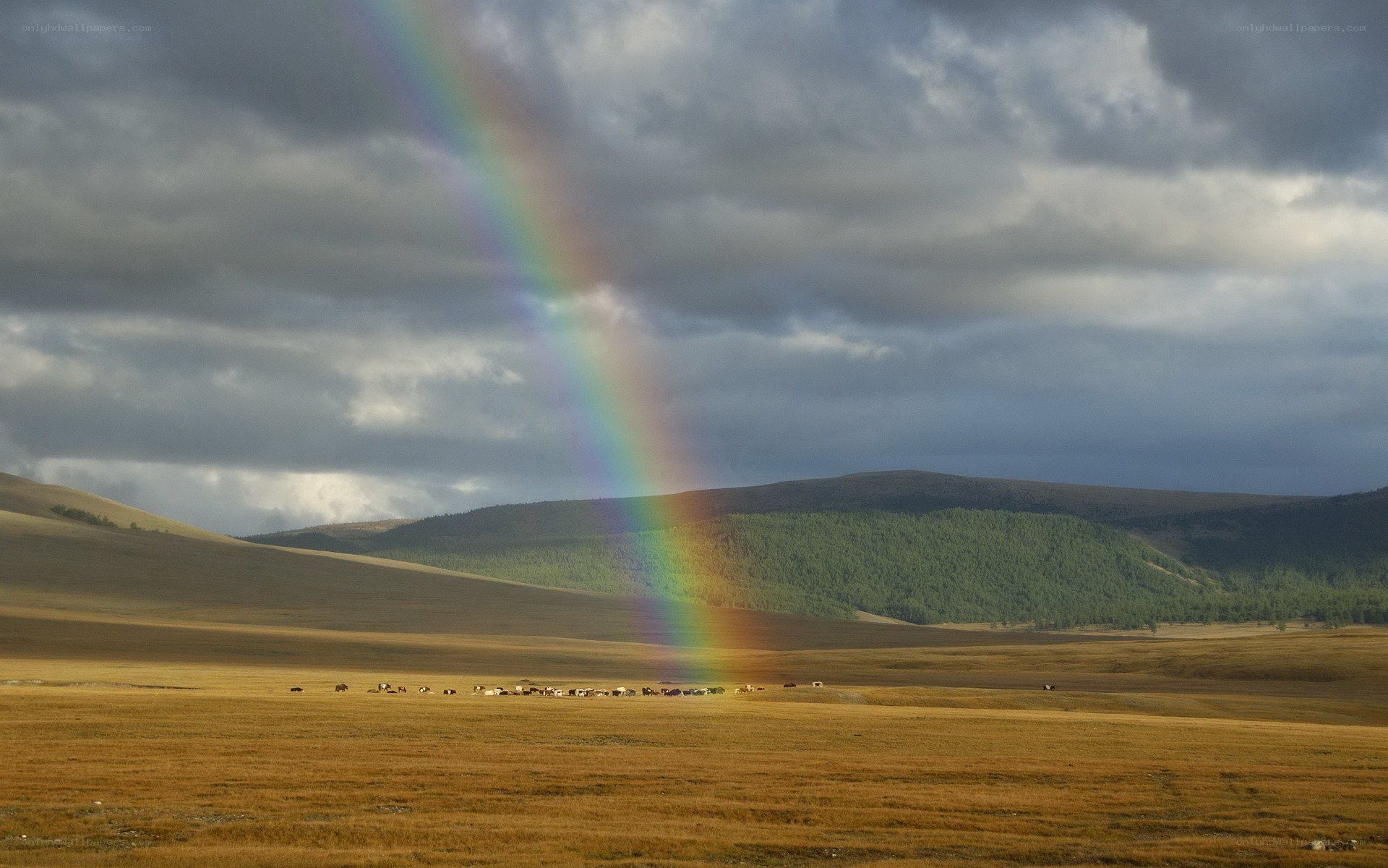 Rainbow over a grassland