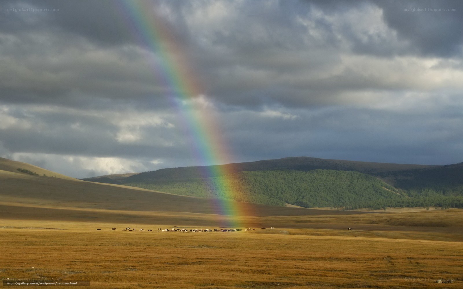 Rainbow over a grassland