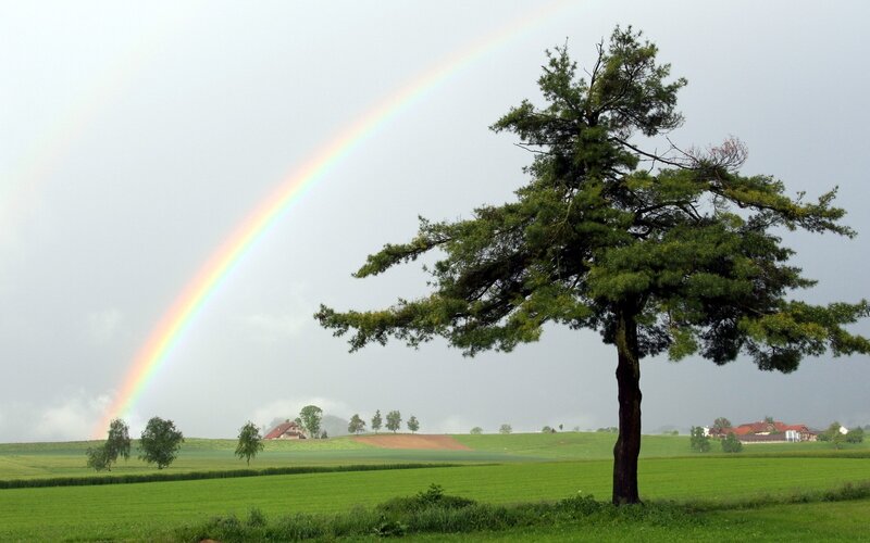 Rainbow over a green field