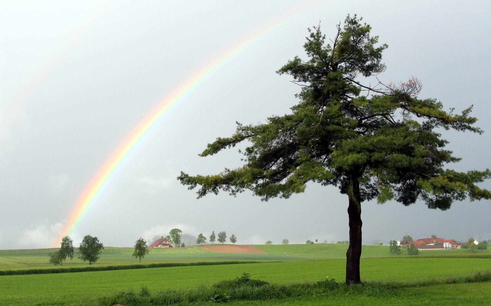 Rainbow over a green field