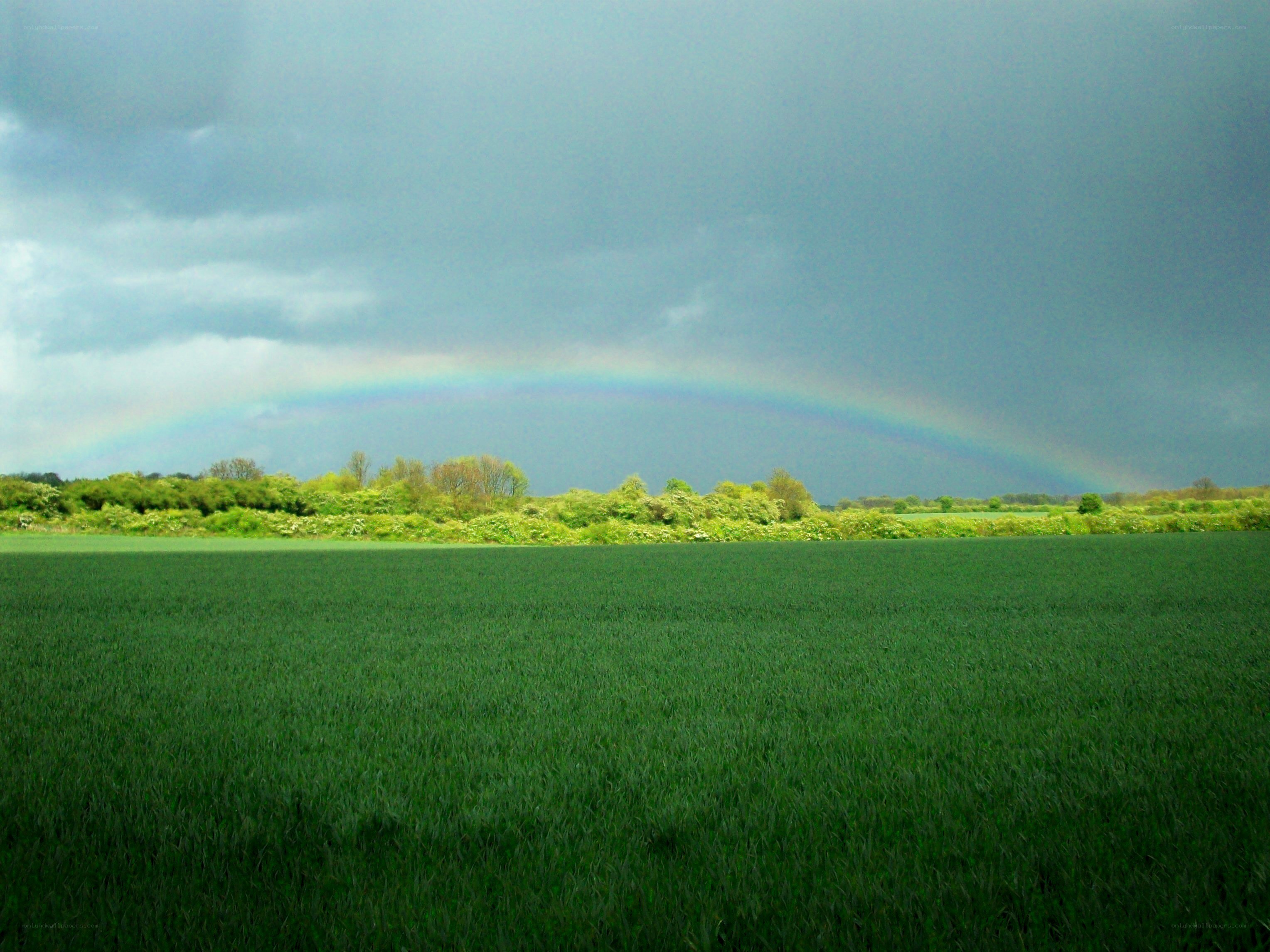 Rainbow over a green field
