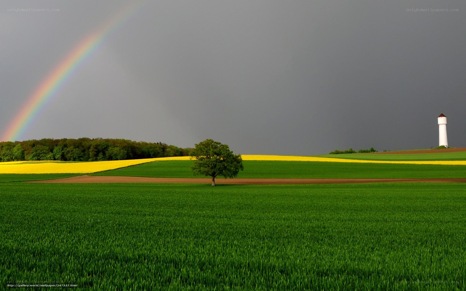 Rainbow over a green field