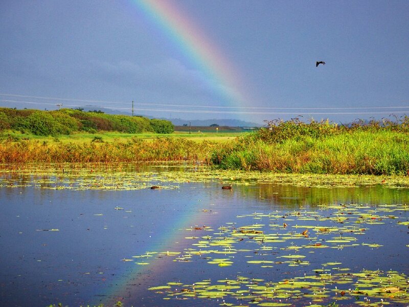 Rainbow over a lily pond