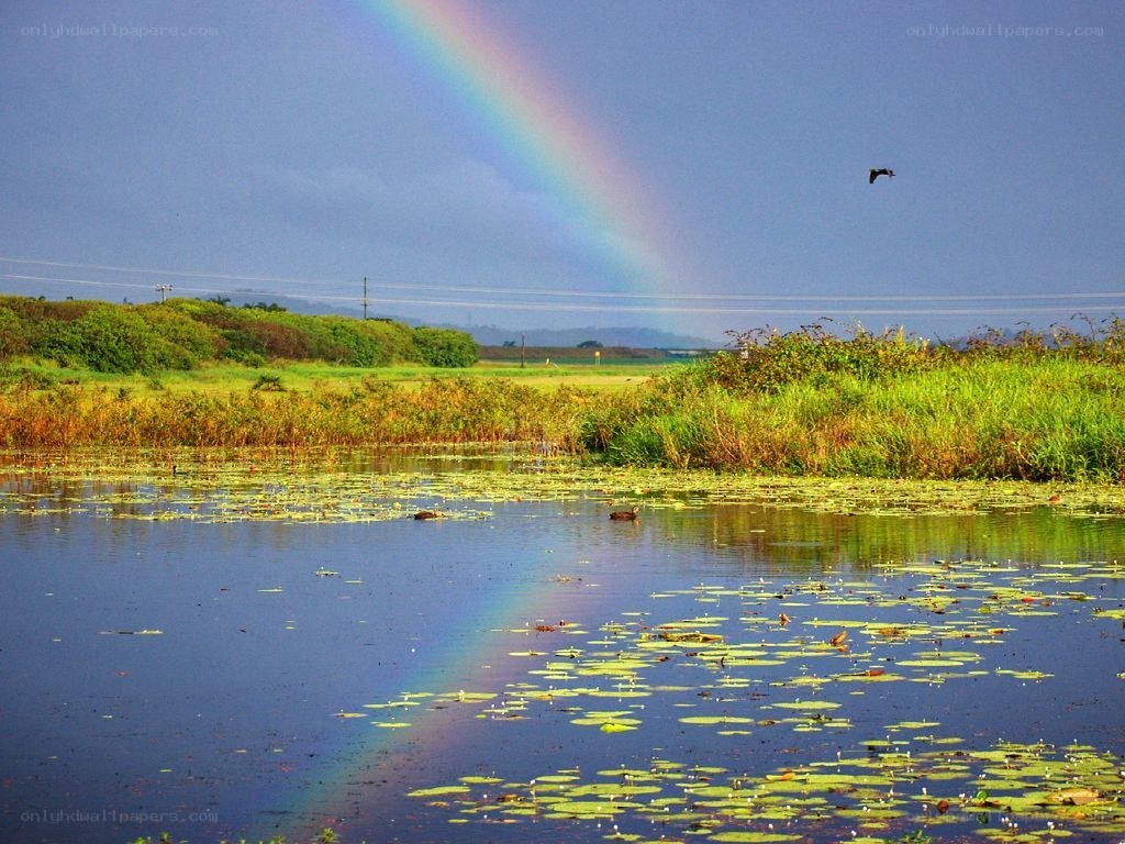 Rainbow over a lily pond