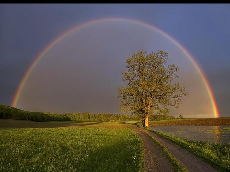 Rainbow over a lone tree