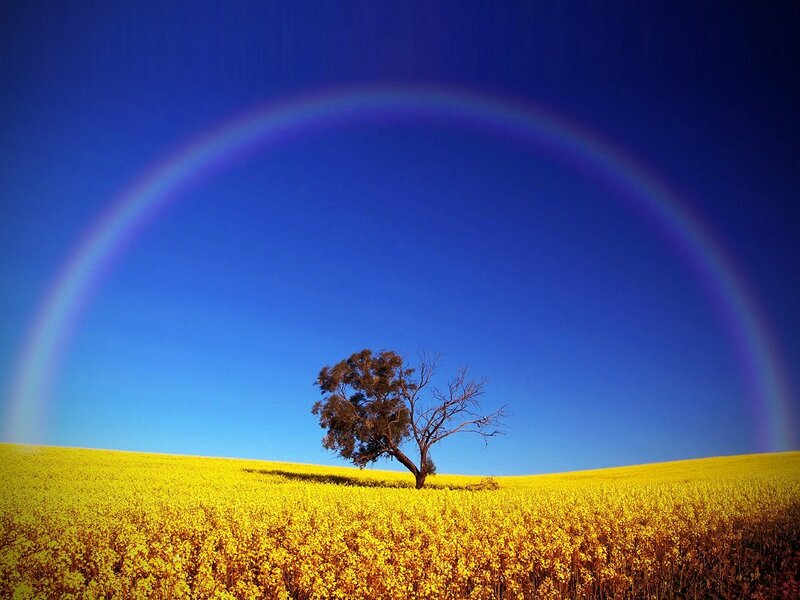 Rainbow over a lone tree