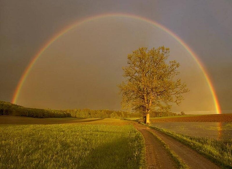 Rainbow over a lone tree