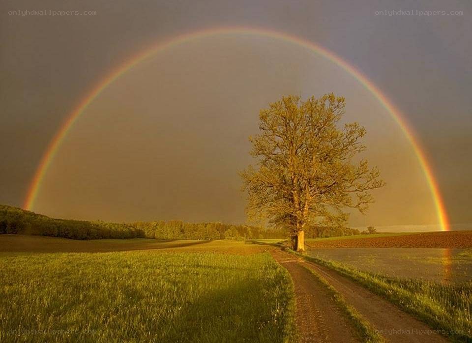 Rainbow over a lone tree