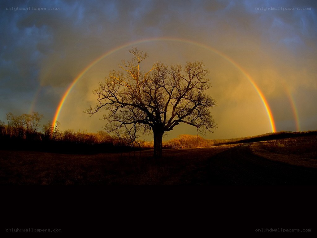 Rainbow over a lone tree