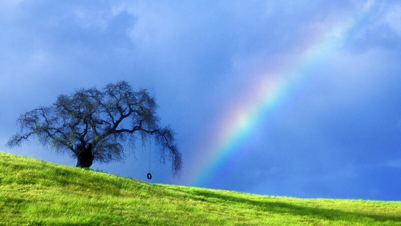 Rainbow over a lone tree