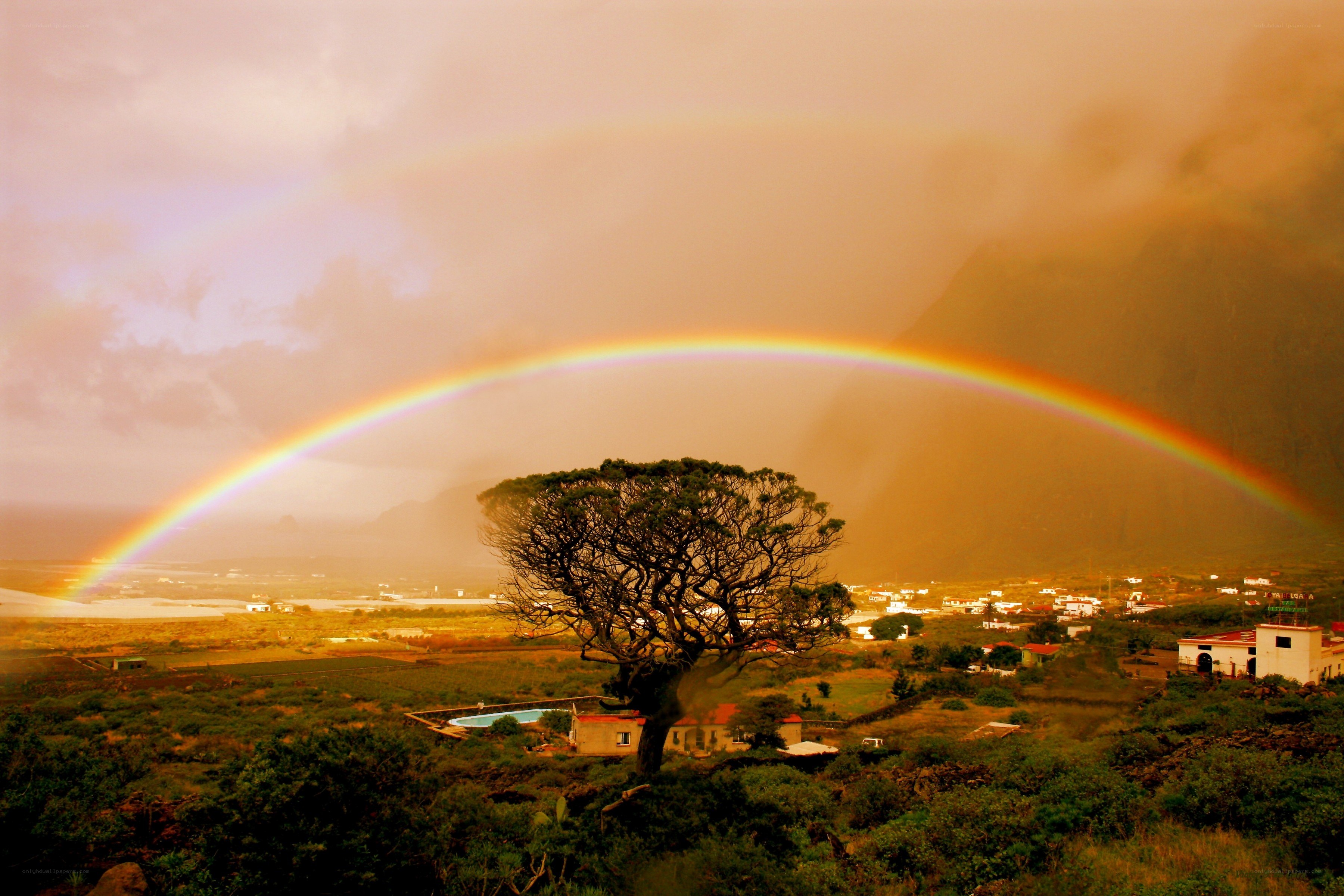 Rainbow over a lone tree