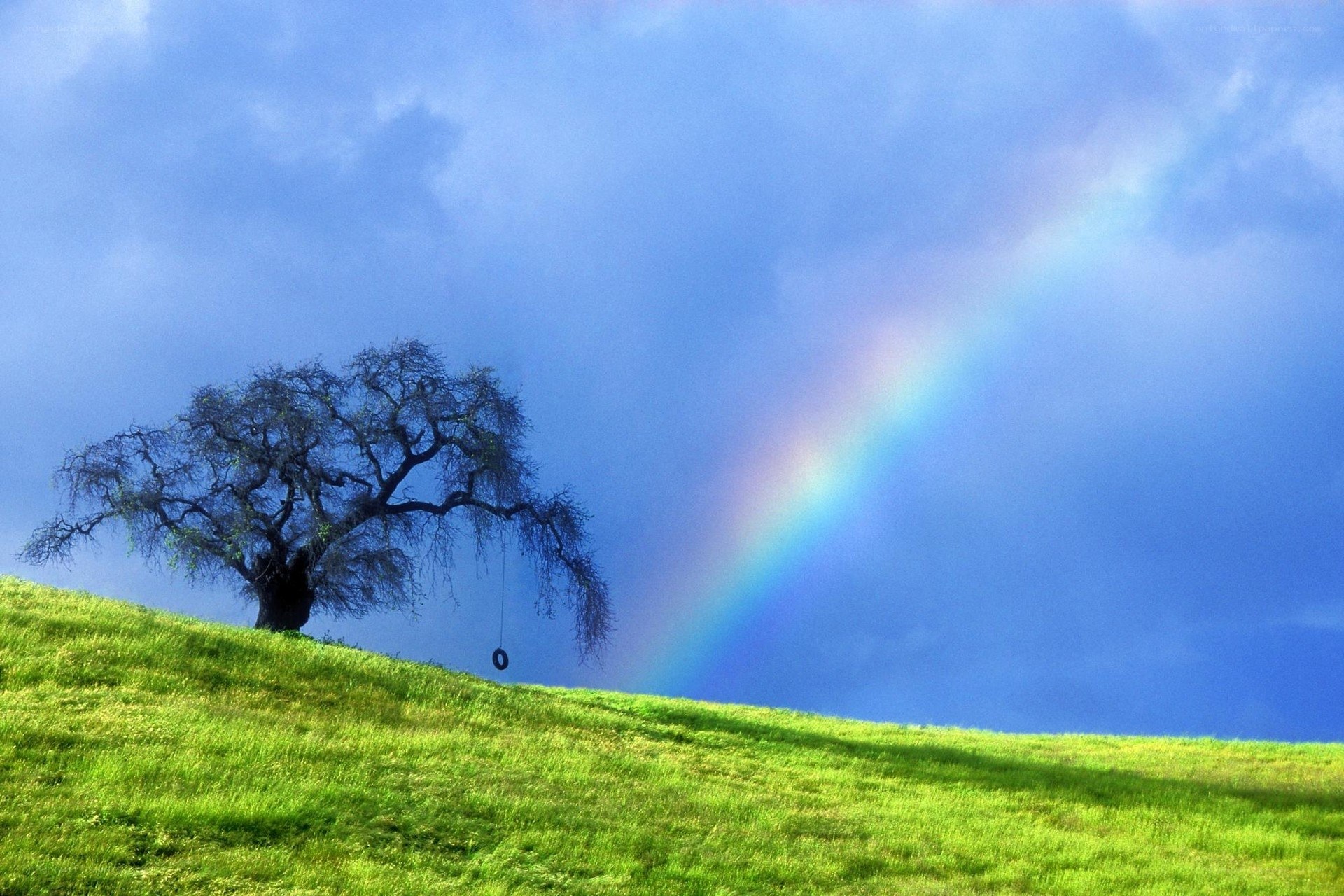 Rainbow over a lone tree