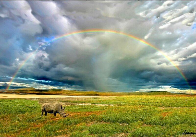 Rainbow over a rhino