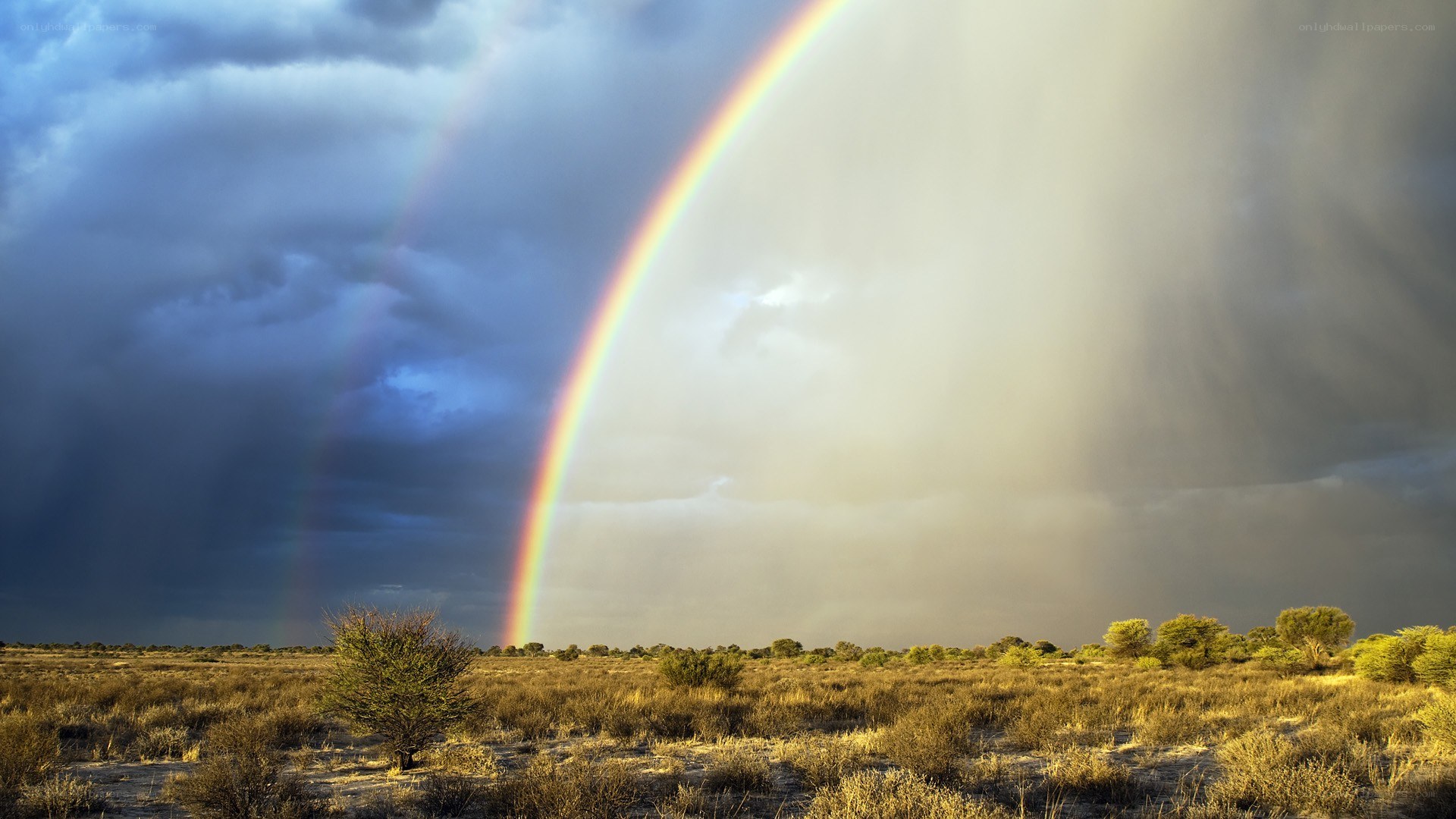 Rainbow over a savanna