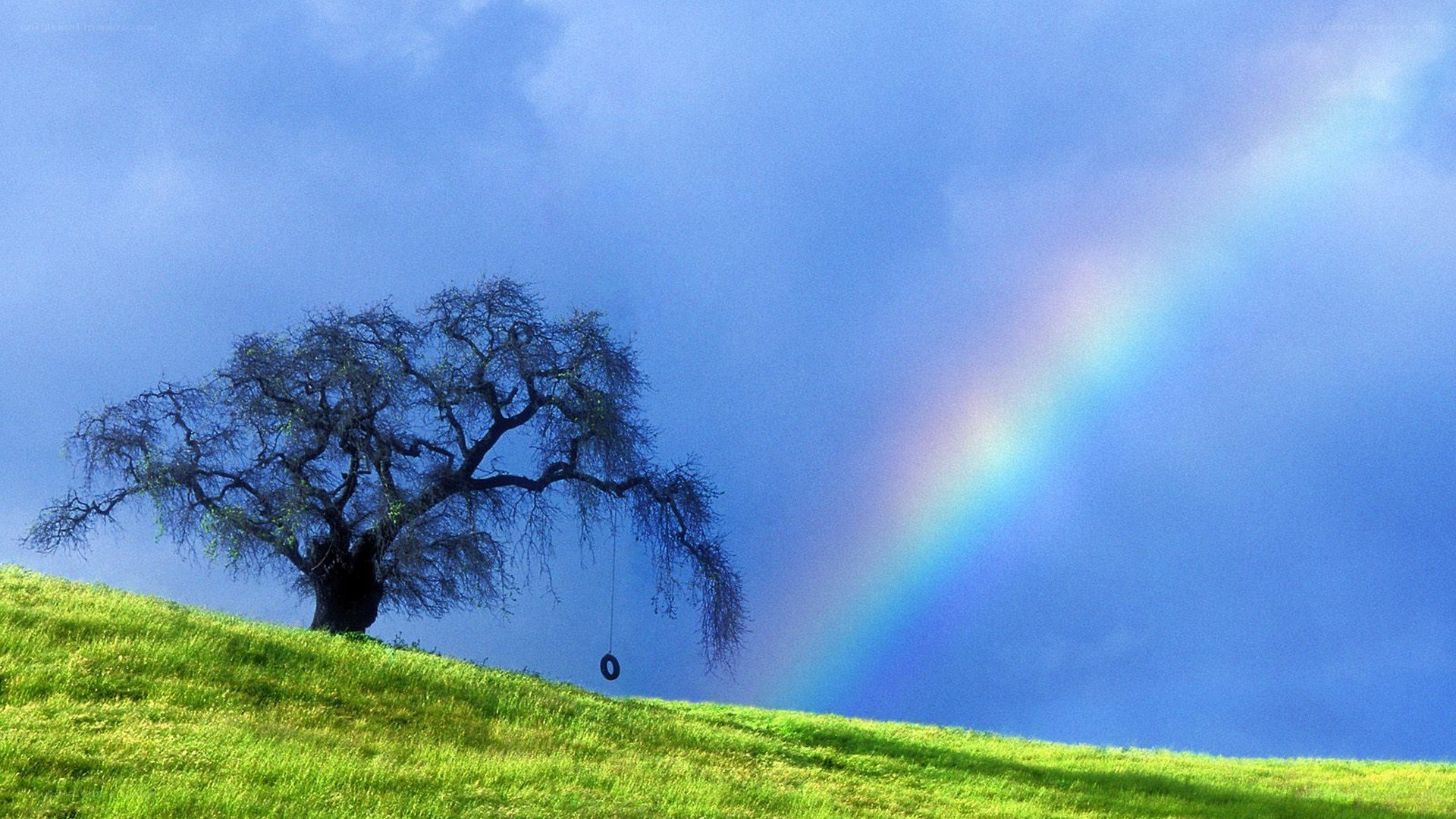 Rainbow over a solitary tree