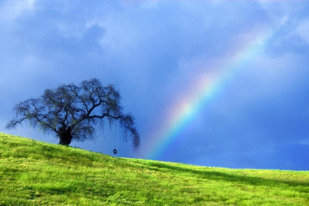 Rainbow over a solitary tree