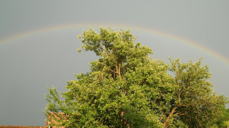 Rainbow over a tree