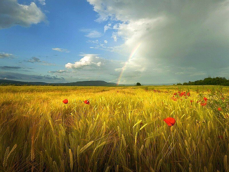 Rainbow over a wheat field