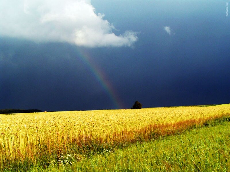 Rainbow over a wheat field