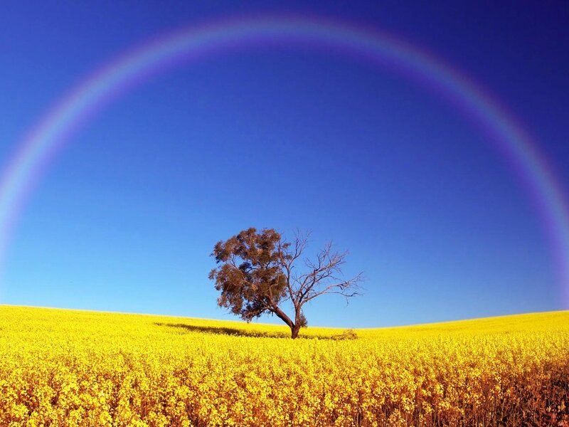 Rainbow over a yellow field