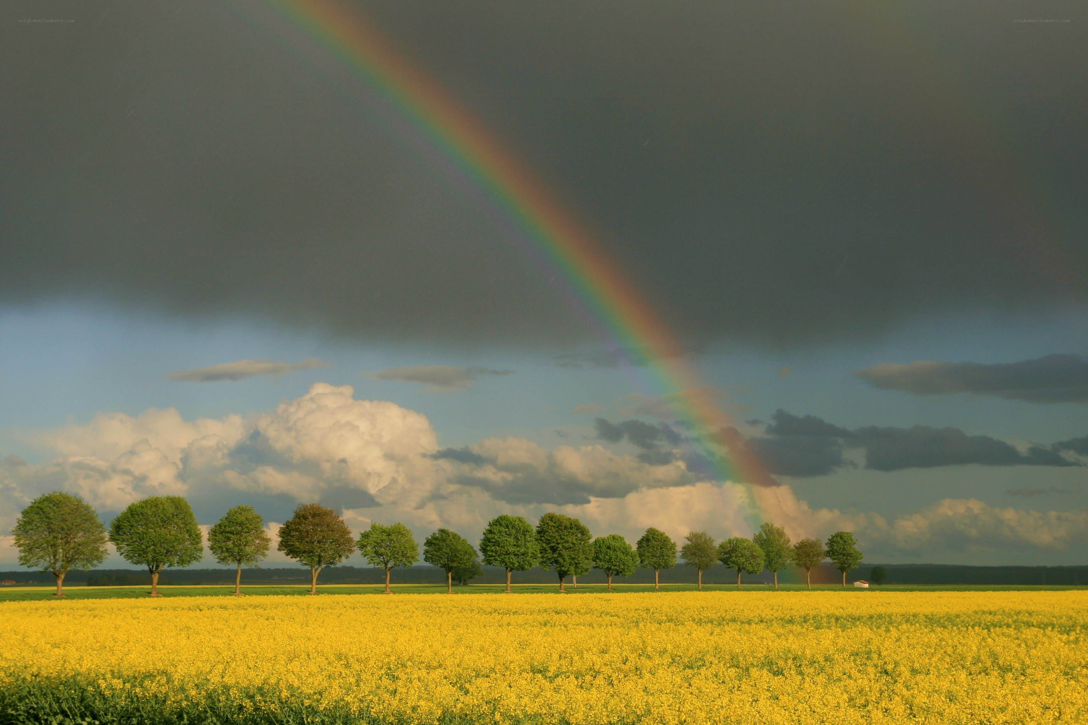 Rainbow over a yellow field