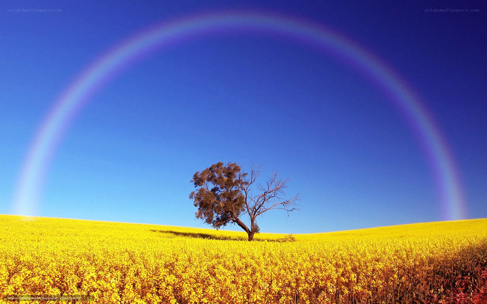 Rainbow over a yellow field