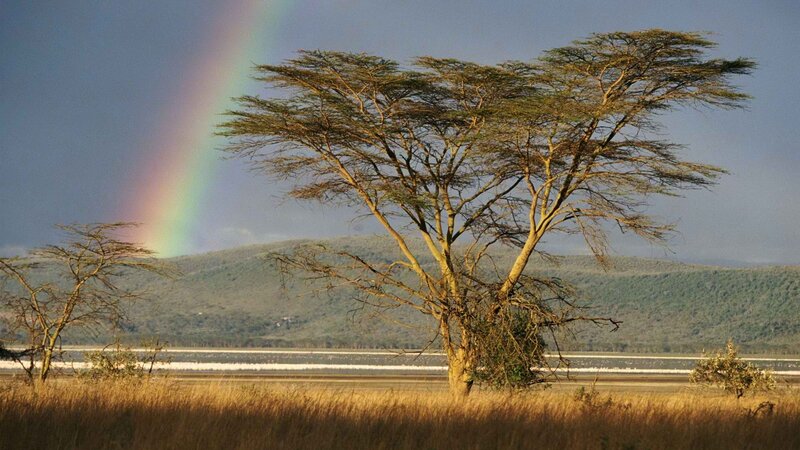 Rainbow over acacia tree