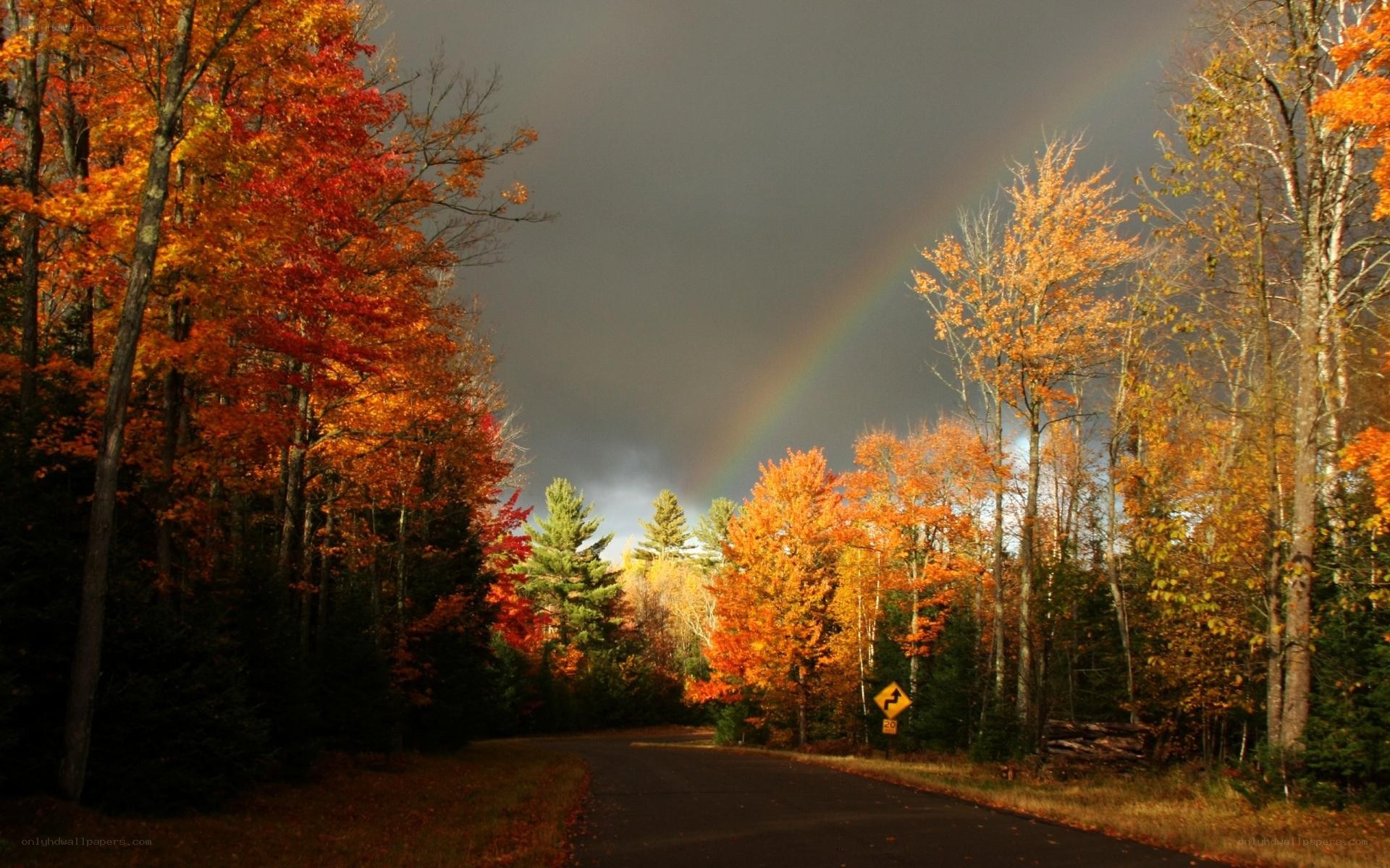 Rainbow over autumn forest road