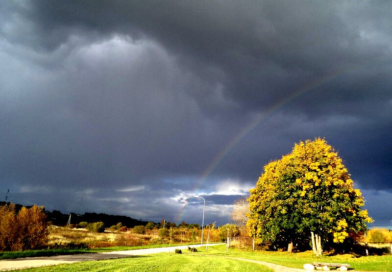 Rainbow over Autumn Tree