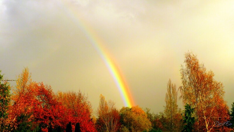 Rainbow over autumn trees