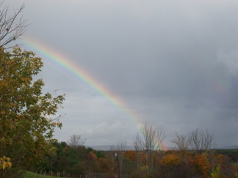 Rainbow over Autumn Trees — Gray