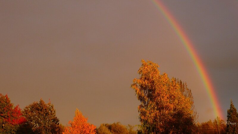 Rainbow over Autumn Trees — Orange