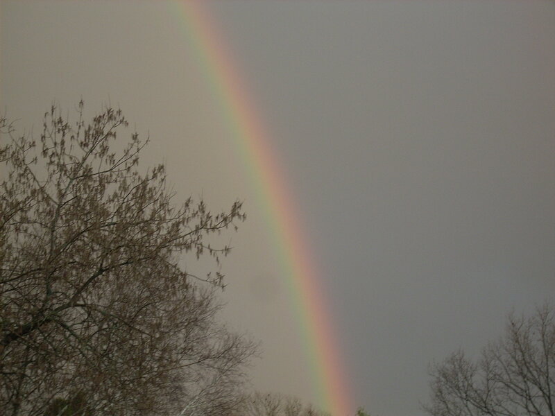 Rainbow over bare trees
