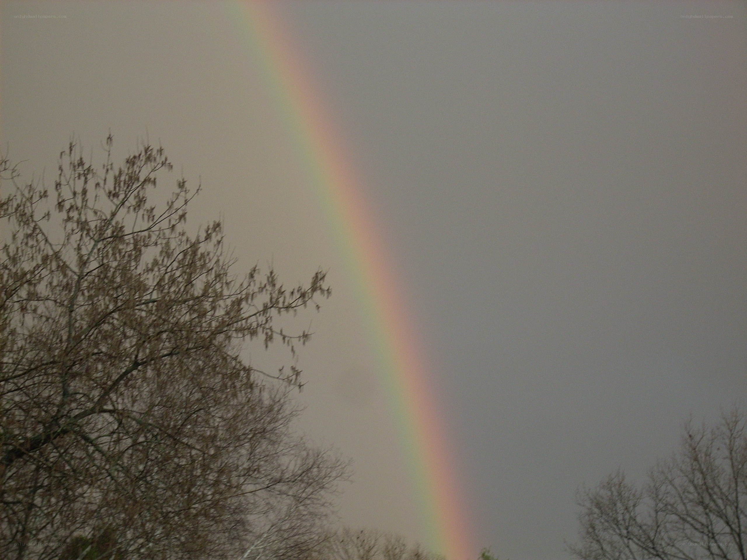 Rainbow over bare trees